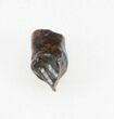 Leptoceratops Tooth - Montana #30502-1